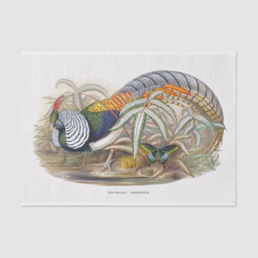 レディーアマーストのキジの切り離し 薄葉紙 (正面)