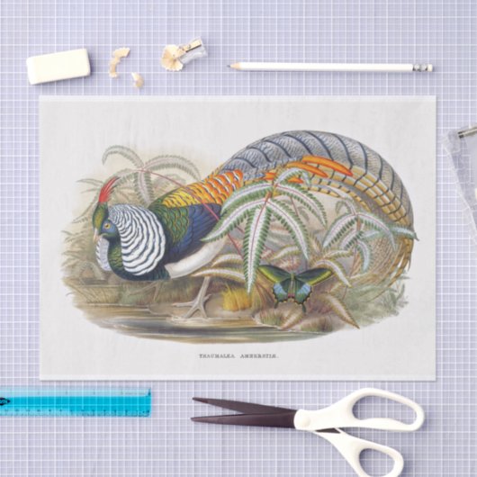 レディーアマーストのキジの切り離し 薄葉紙 (クラフト)