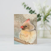 レディーウィンター（鳥）ショウジョウコウカンチョウ ポストカード (スタンド正面)