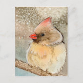 レディーウィンター(鳥)ショウジョウコウカンチョウ ポストカード (正面)