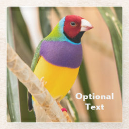 レディーグールディアンフィンチ ガラスコースター