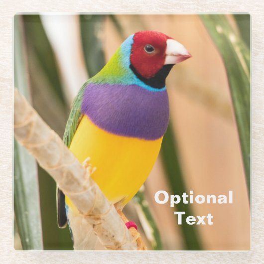 レディーグールディアンフィンチ ガラスコースター (正面)