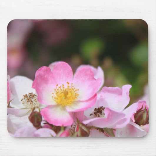 レディース向けの可愛らしいピンクのワイルドローズの花 マウスパッド (正面)