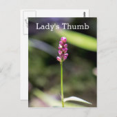 レディーズサムピンクワイルドフラワーフローラはがき ポストカード (正面/裏面)