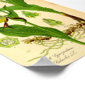 レディーズスリッパーオーキッド(キプリペディウムカルセオラス) ポスター (角)