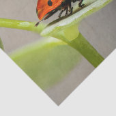 レディーバグティッシュペーパー 薄葉紙 (詳細)