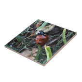 レディーバグ タイル (側面)