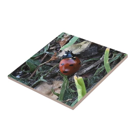 レディーバグ タイル (側面)