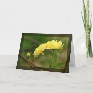 レディーバンクスRosea Duo カード