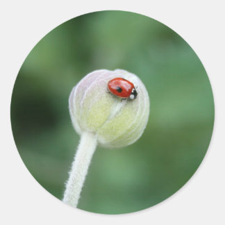 レディーバードシール ラウンドシール