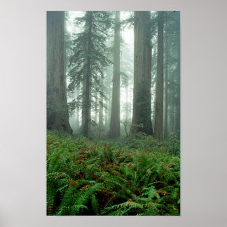 レディーバードジョンソングローブ ポスター