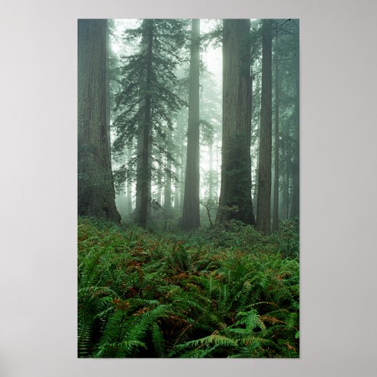 レディーバードジョンソングローブ ポスター (正面)