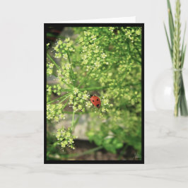 レディーバード[グリーティングカード] カード