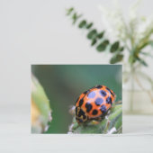 レディーバード ポストカード (スタンド正面)