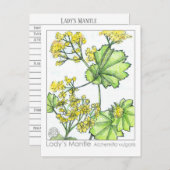 レディーマントルマテリアメディカモノグラフハーブ ポストカード (正面/裏面)