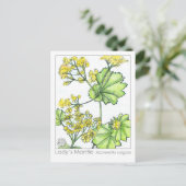 レディーマントルマテリアメディカモノグラフハーブ ポストカード (スタンド正面)