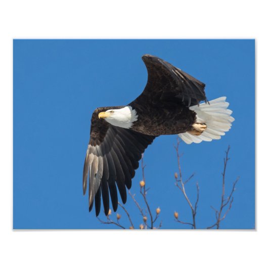 レディ素晴らしー フォトプリント            (正面)