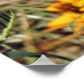 レディ色彩の鮮やかバタフライオン《植物》百日草プリント ポスター (角)