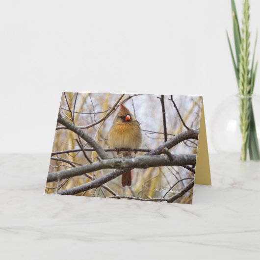 レディC カード (正面)