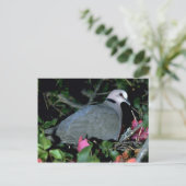 レデイ・ドーブ ポストカード (スタンド正面)