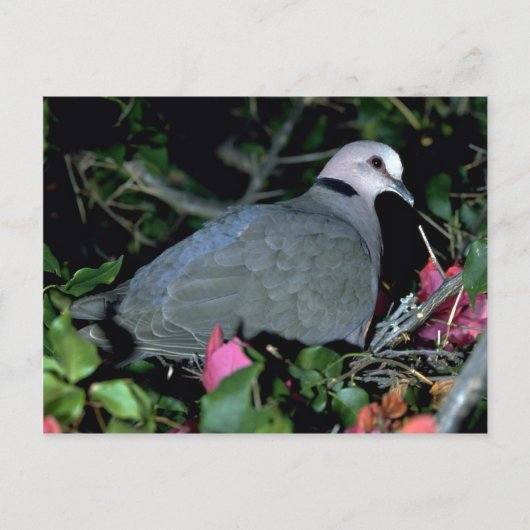 レデイ・ドーブ ポストカード (正面)