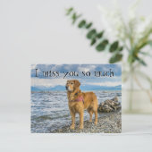 レトリバーでビーチ恋しく思ユー ポストカード (スタンド正面)