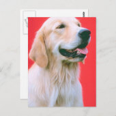 レトリバーの痛み ポストカード (正面/裏面)