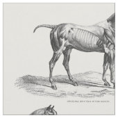 レトロの馬筋肉解剖学の写真の織物 ファブリック (クローズアップ)