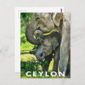 レトロスタイルはがきアジアンゾウ ポストカード (正面/裏面)