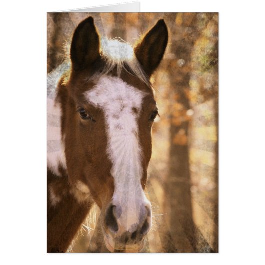 レトロピント (正面)