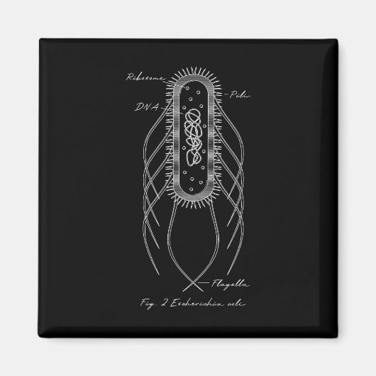 レトロ大腸菌模式図微生物学科学 マグネット (正面)