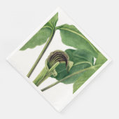 レトロ植物イラストレーション：説教壇のジャック (コーナー)