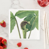 レトロ植物イラストレーション：説教壇のジャック (インサイチュ)