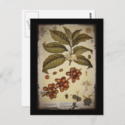レトロ植物学イメージコーヒー ポストカード (正面/裏面)