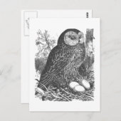 レトロ浮きフクロウスケッチ ポストカード (正面/裏面)