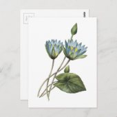 レドゥテによる青い蓮(Nymphaea caerulea) ポストカード (正面/裏面)