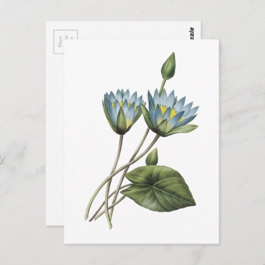 レドゥテによる青い蓮(Nymphaea caerulea) ポストカード (正面/裏面)