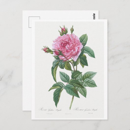 レドゥテ植物学「ガリックバラ」はがき ポストカード (正面/裏面)