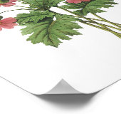 レドゥーテのプリムローズ(Primula sinensis) ポスター (角)