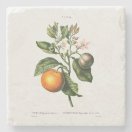 レドゥーテ「苦いオレンジ」を持つ石コースター ストーンコースター