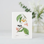 レドウテ植物学「さくらんぼ」はがき ポストカード (スタンド正面)