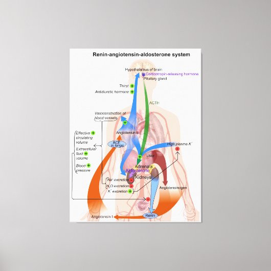 レニン・アンジオテンシン系図ヒト体図 キャンバスプリント (正面)