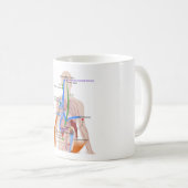 レニン・アンジオテンシン系図ヒト体図 コーヒーマグカップ (正面右)