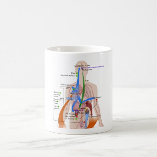 レニン・アンジオテンシン系図ヒト体図 コーヒーマグカップ (中央)