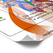 レニン・アンジオテンシン系図ヒト体図 ポスター (角)