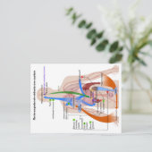 レニン・アンジオテンシン系図ヒト体図 ポストカード (スタンド正面)