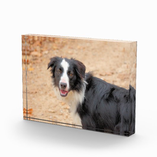 レネ フォトブロック (右)