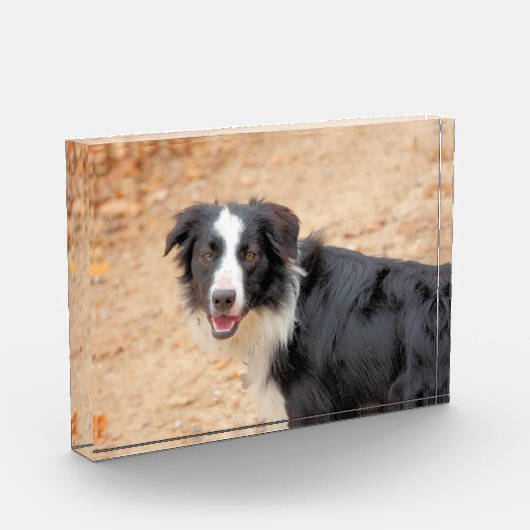 レネ フォトブロック (左)