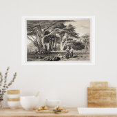 レバノンの杉の木、フリーマン(セピア)彫り ポスター (キッチン)