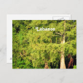レバノン杉 ポストカード (正面/裏面)
